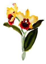 Cattleyas Orchids